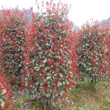 ���l�t�~ʯ��� �t�~ʯ������� ������ɫ��ľ�ΑB���� �r���F