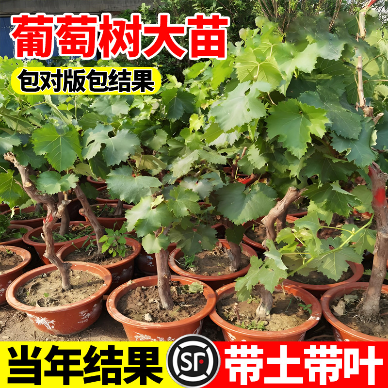 巨峰葡萄树苖阳光玫瑰果树果苗盆栽庭院爬藤南方北方耐寒四季种植