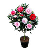 Four Seasons Camellia and Tree Seedlings with Bud Pot Clanted Cold Flowers and Plants Indoor Green Flower Flower Five -color Chidan