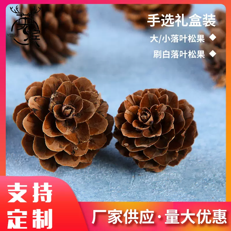 手选盒装大落叶小落叶松果刷白落叶 拍摄道具DIY装饰材料量大从优