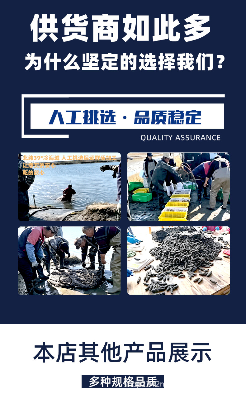 Dalian Premium Lightly Dried Sea Cucumber Gift Box 50g Custom Grade 6-7 Year in use