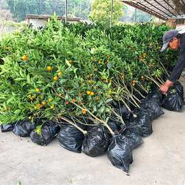 金桔带果发货盆栽树苗四季果树食用小金桔子苗脆皮金橘室内植物