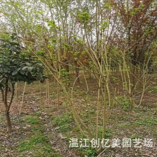 ľܽ�ؘ��� �������@�G������ľܽ�ؘ��� 3-6���օ���ľܽ�ػ�