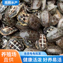 中华草龟小乌龟活物外塘长寿龟金线宠物观赏龟水金线龟墨龟草龟苗