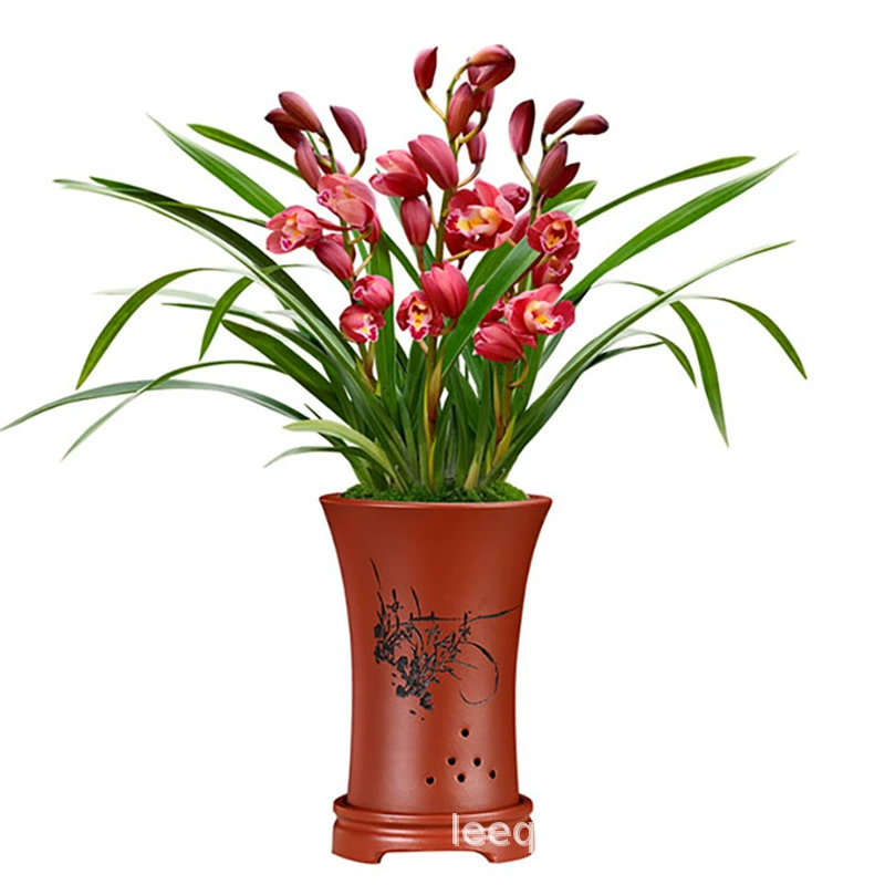 Орхидея Huilan Ruby для офиса и дома, зеленые растения, цветы, оптовая продажа с бутонами, бизнес-подарок