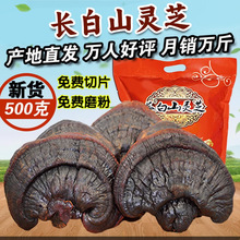 �`֥500gһ���b�L��ɽ���`֥Ұ���`֥Ƭ����֥�����Ƭ���