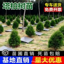 塔柏树苗侧柏龙柏庭院行道风景大树园林工程绿化乔木耐寒四季常青