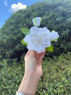 Gardenia