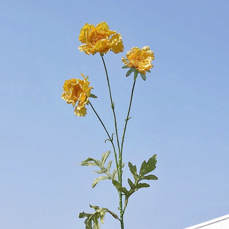 Yellow 025