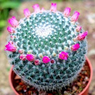 Yu Weng Cactus Cactus Succulent Plant Desktop Balcony Courtyard Small Potted Plant with Buds Blooming Cactus Plant