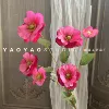 6 butterfly flowers