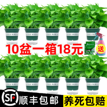 绿萝盆栽室内植物花卉绿植水培长藤垂吊大叶绿箩新房家用吸除甲醛