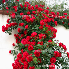 һlNޱNmͥԺNĻNޱش󻨆ޱ绨