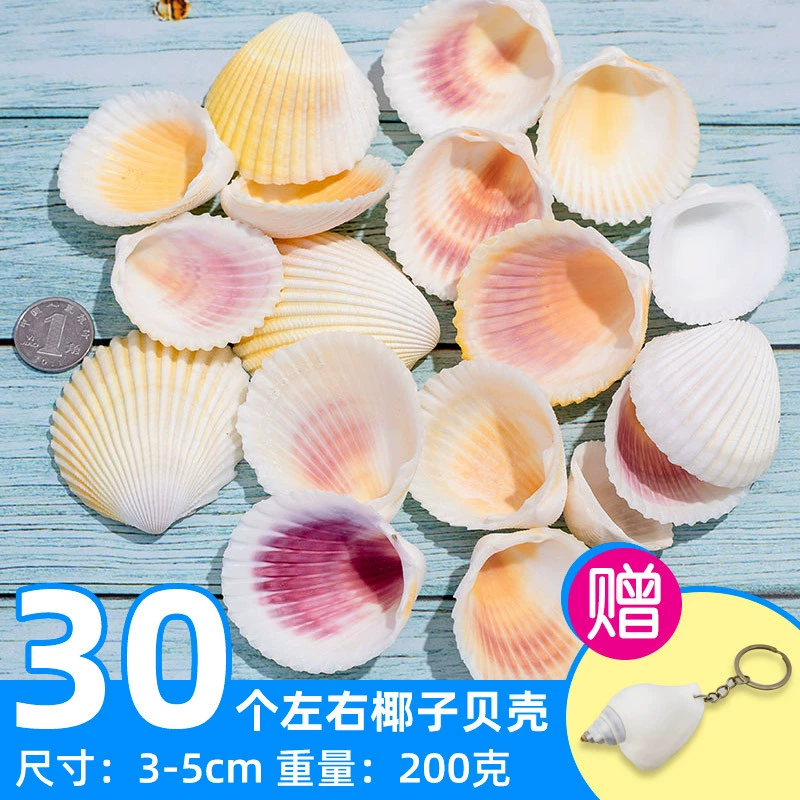 Organic aquarium with shells, aquarium decor, sample handmade
