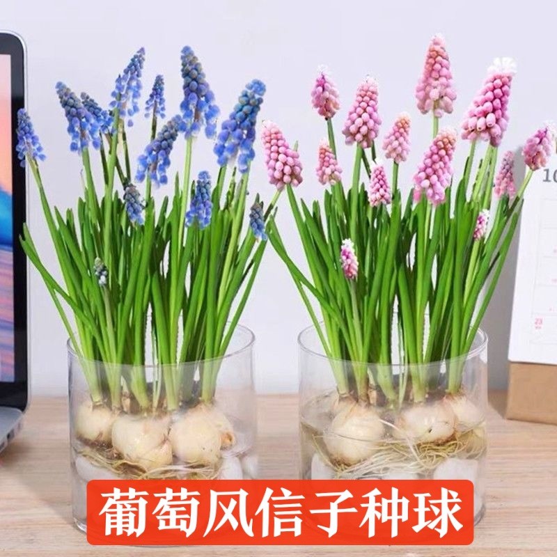 【葡萄风信子】郁金香种球香水百合铃兰种苗晚香玉朱顶红水仙种球