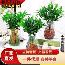 һ���������������ˮ��ֲ�����ڿ���ˮ����ֲ�������԰칫������