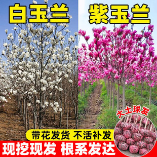 �V���m���玧���������m������ͥԺ���̘��绨�����ԾG���ͺ����