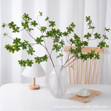 ������R�ձ��R��ľ������Ա��W�L�҃ș����bپGֲ���^�����