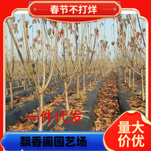 ��������������������õ���������̨�����ϱ����Nֲ������