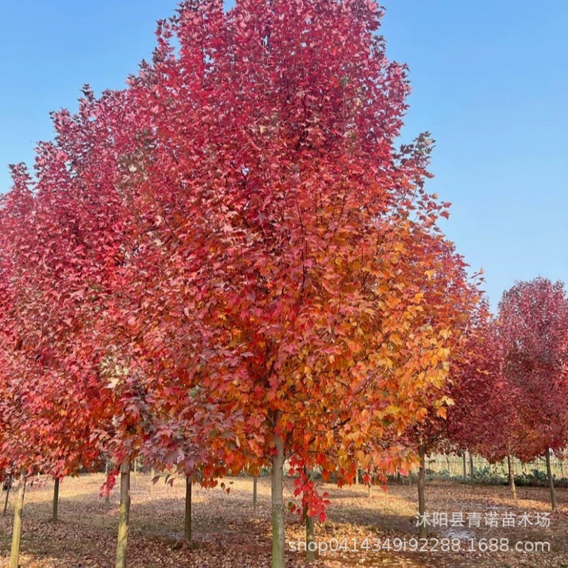 Питомник прямой красный клен саженцы Зеленые саженцы Американский красный клен японский осеннее пламя саженцы три сезона красные саженцы