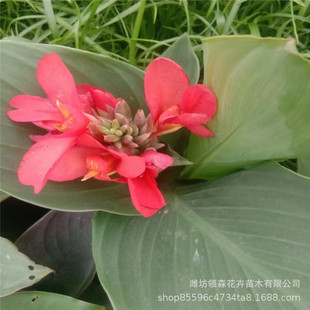 Wetland Park Villa Landscape Wholesale Aquatic Plants Base Wholesale Canna Potted Plants with a Complete Variety
