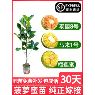 ��ɏ�t�Ⲥ�}�����Ϸ����������ļ���ɏ��ľ���}�۹�����ͥԺ���B