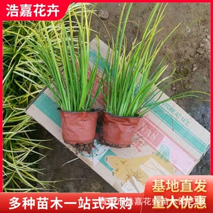 ���~ʯ����/�ر����Rֲ������/ֲ��Gֲ��� ˮ�Զ��������B �ͺ�