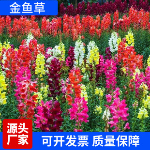 ���~�ݷN��ֲ���ļ����ܲ���ͥԺ�̨�������ͺ�����ֲ�ﻨ�ݷN��