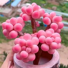 稀有多肉植物室内盆栽盆景精品奶酪汤圆桃蛋花卉好养绿植物迷你