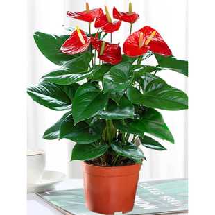 �҃ȼt�����Ԏ����Gɫֲ������ˮ����B������ư���һ���L�����