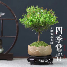 小叶赤楠老桩盆景苗植物金丝楠木办公室内桌面小盆栽四季好养客厅