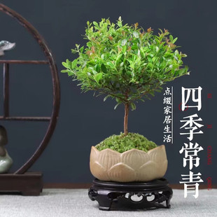 С�~����Ϙ��辰��ֲ���z�ľ�k���҃�����С�����ļ����B�͏d