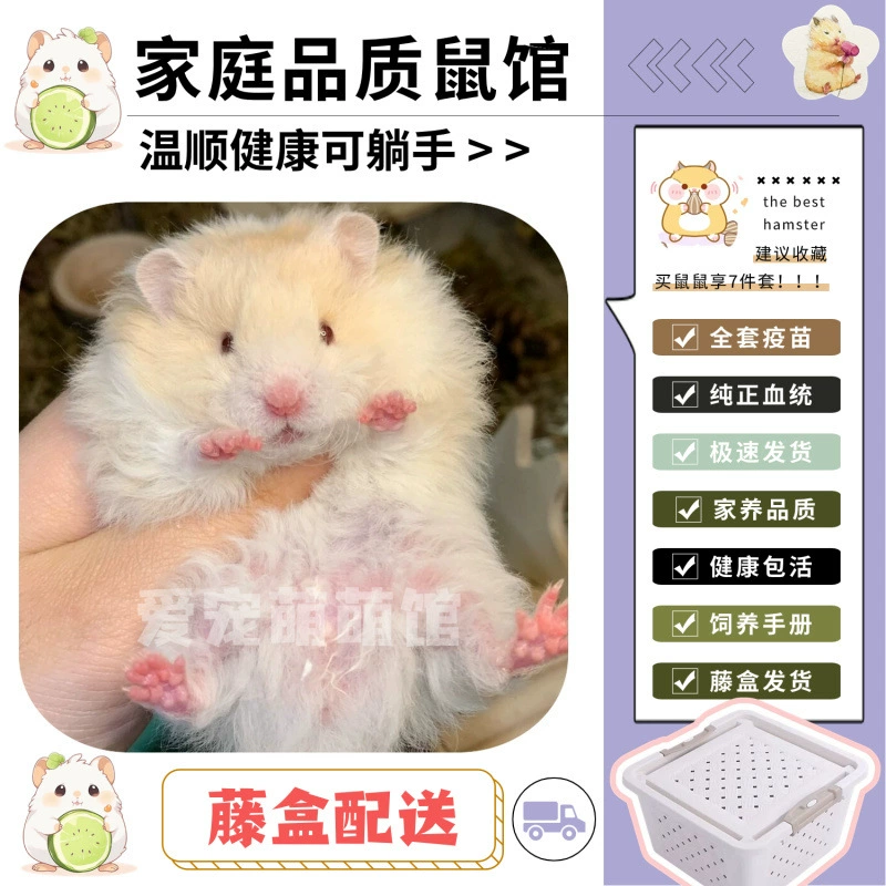 Длинношерстный золотой медведь, кудрявый рисовый медведь, милый белый медведь, корица, серебро, здоровый хомяк, живое животное