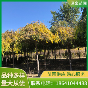 �S���������ͺ��͟��z����С��ͥԺ��·ֱ������G���е���ֲ��