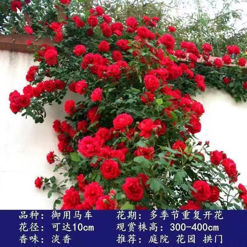 Flores de gran pila de rosas de rosa de temporada vieja, plantas de patio fragrantes, flores de balcón, flores de flores de rosa de rosa en todas las estaciones image 30