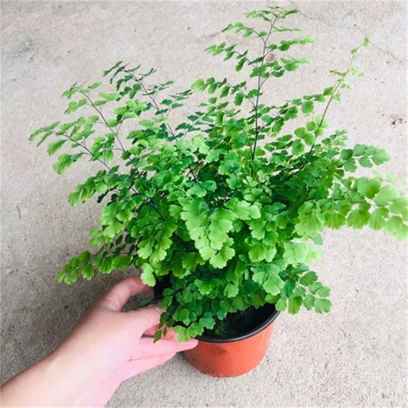 Цветы в горшке Зеленые растения Базовая отгрузка Adiantum Fern Pteris Boston Jue Внутреннее тенистое устойчивое растение в горшке
