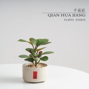 Xiaopan Bodhi Zen Style Potted Bonsai Indoor Air Purification Office Desktop Green Plant Ornaments
