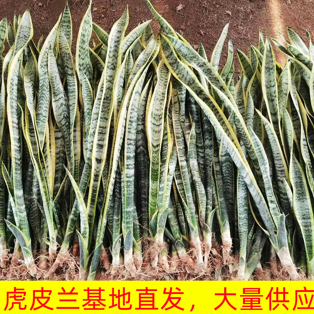 金边虎皮兰批发植物室内大型绿植吸甲醛盆栽客厅卧室大虎尾兰苗