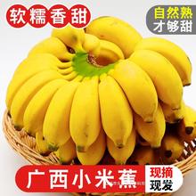 包邮熟10斤香蕉正宗小米蕉自然广西当季新鲜水果小香蕉粉蕉蕉