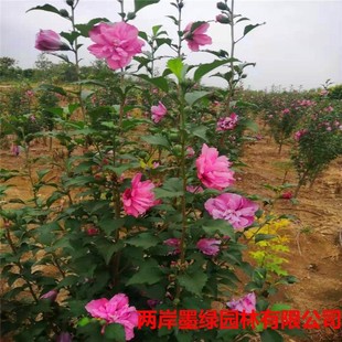 ����ľ�Ȼ�����ľ�Ȼ���ֱ�l�t��ľ�Ș仨���е��L���нӾG������