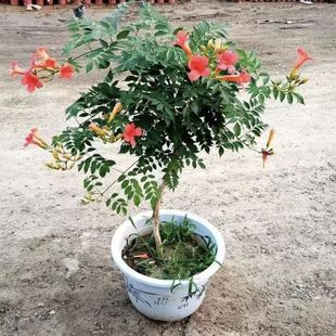 ��������������ֲ����������_˹�Ϙ�ͥԺ�̨�ͺ��ļ����˻���