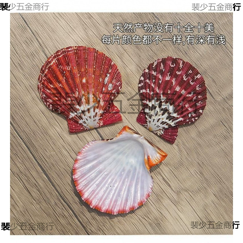 [Натуральные большие ракушки, ракушки для настенного декора свадьба, аквариумное ландшафтное оформление, разноцветные ракушки оптом]