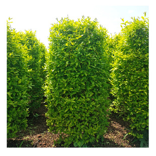 ������ľ ���~Ůؑ���Gֲ���� �A���Θ�����Ůؑ���ؚgӭ��ُ