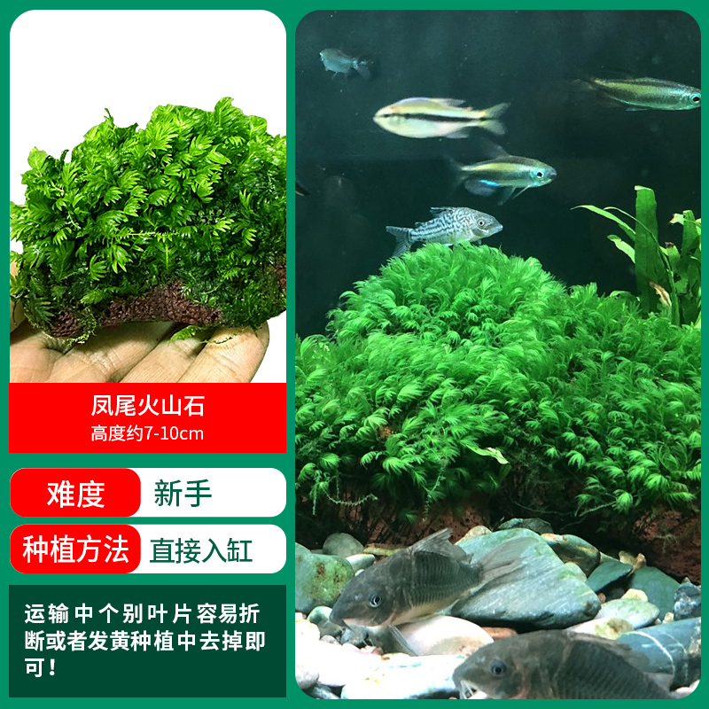 피닉스 테일 모스 화산석 [얼리 어답터 가격]❤특별한 제안]