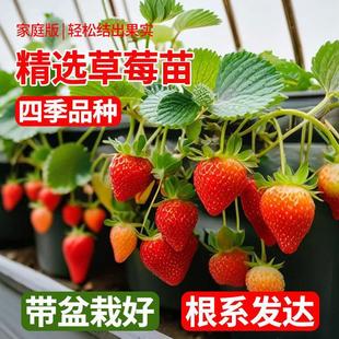 ��ݮ�������ļ��Y���̨�����ʳ�ú�����t�������ݮ��