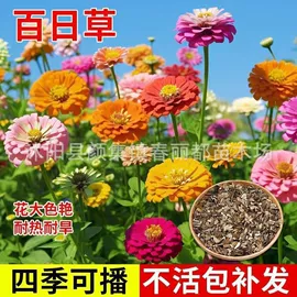 种子;灌木;乔木