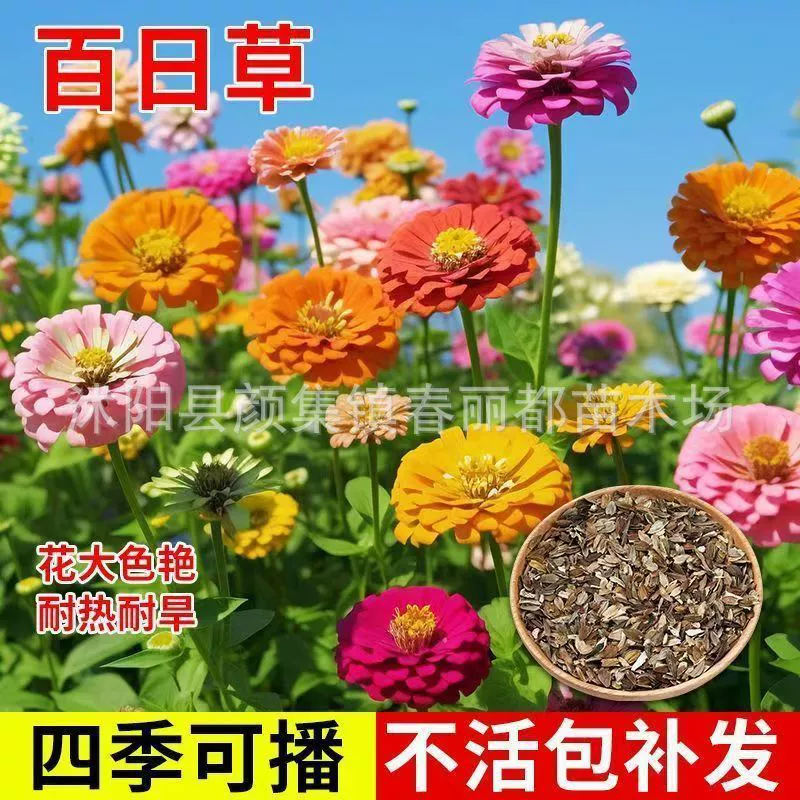 Трансграничная оптовая продажа электроэнергии специальные красочные семена с двойным лепестком для цветения четыре сезона цветущие дворы на открытом воздухе