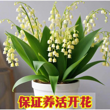 羳 mN  ͻܷN҃ȿ͏dֲļ_