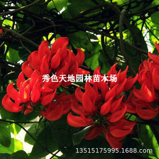 Wisteria Saplings Climbing Vines Climbing Courtyard Walls Four-Season Flowering Plants Old Pile Potted Flower Seedlings Vines Purple Wisteria