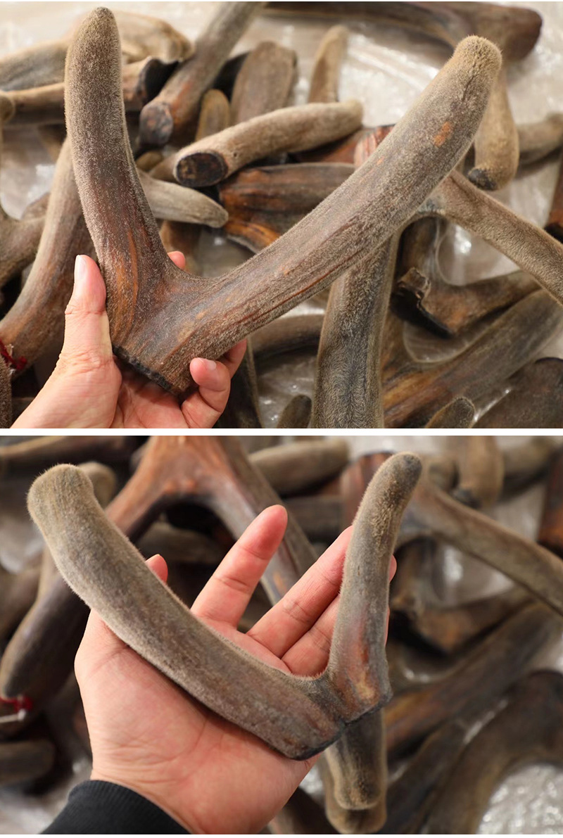 鹿茸角-详情补图_02.jpg